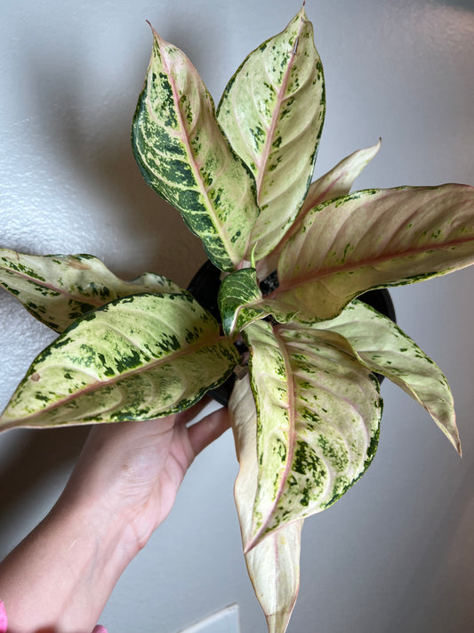 6” Aglaonema Frozen