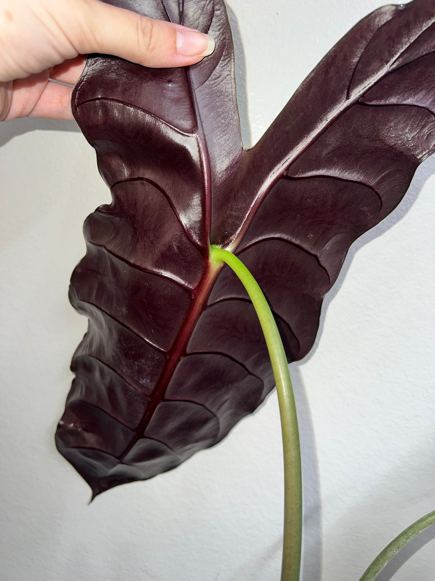 6” Alocasia Chantreiri