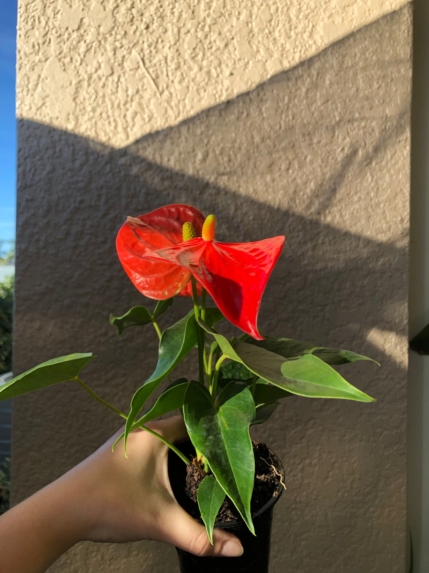 4” Anthurium “Aren’t you Orange”