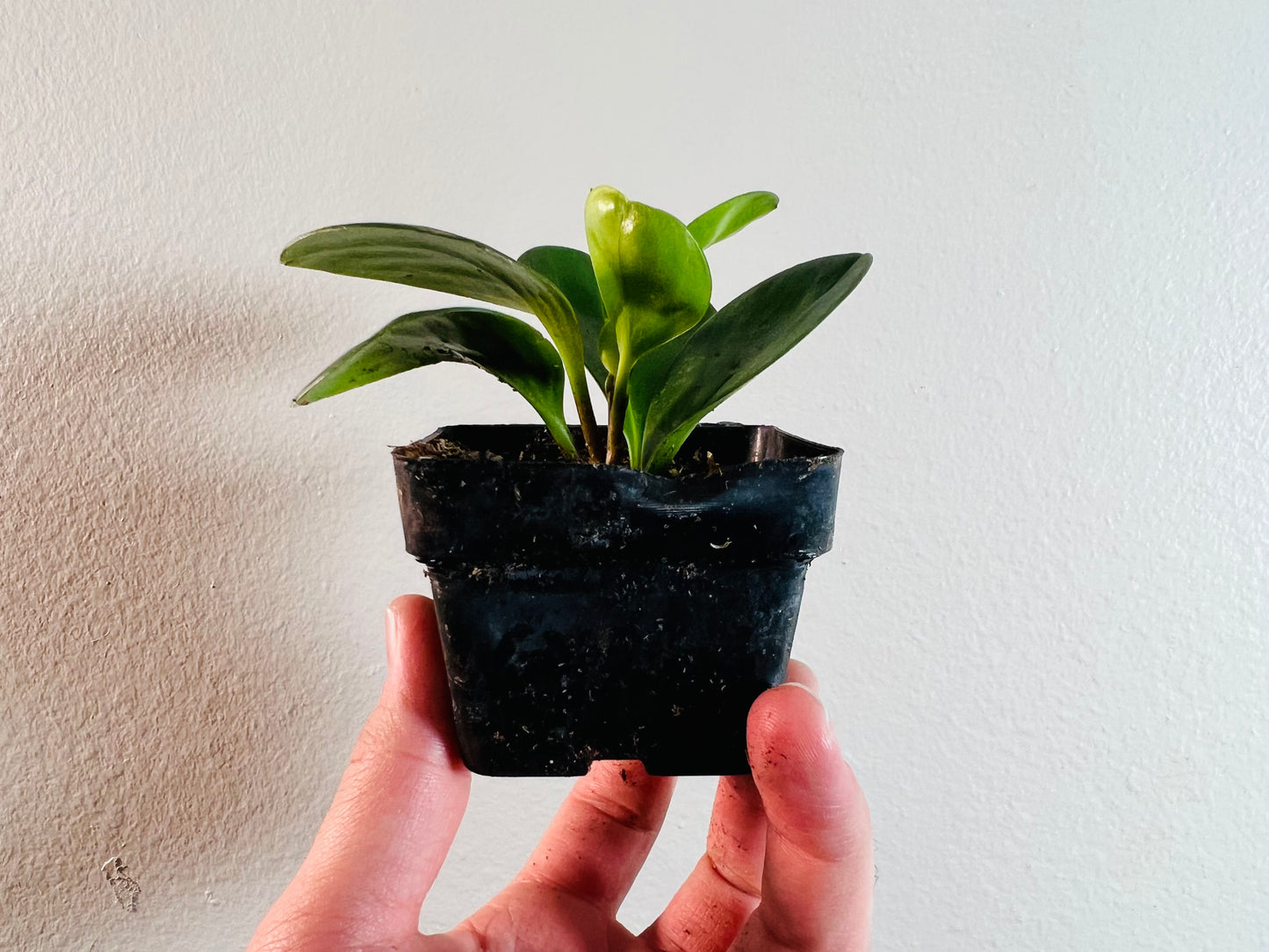 3” Peperomia Obtusifolia