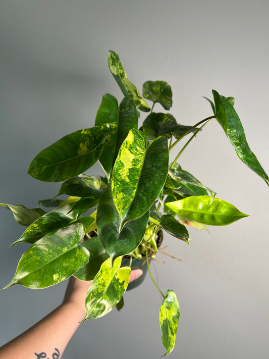 6” Philodendron Burle Marx Albo