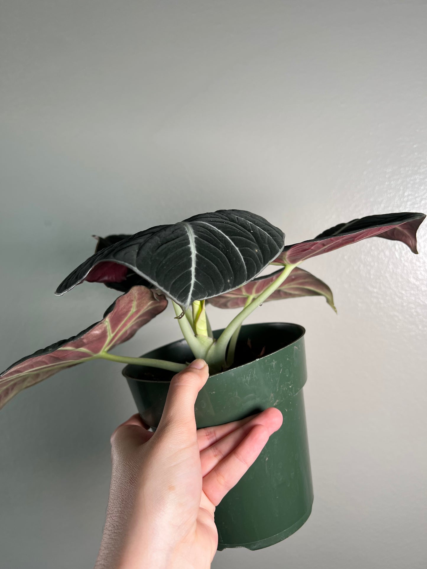 6” Alocasia Black Velvet