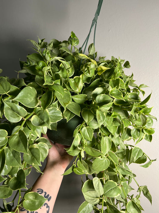 8” Peperomia Cupid Hanging Basket