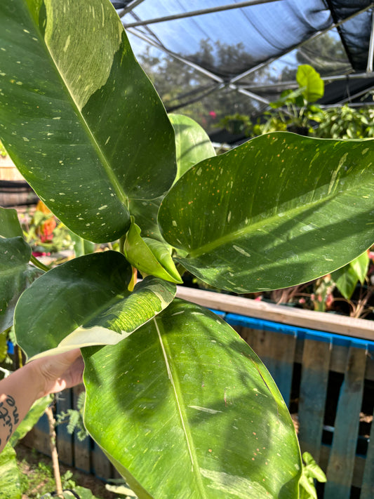 4” Philodendron Green Congo Variegated XL