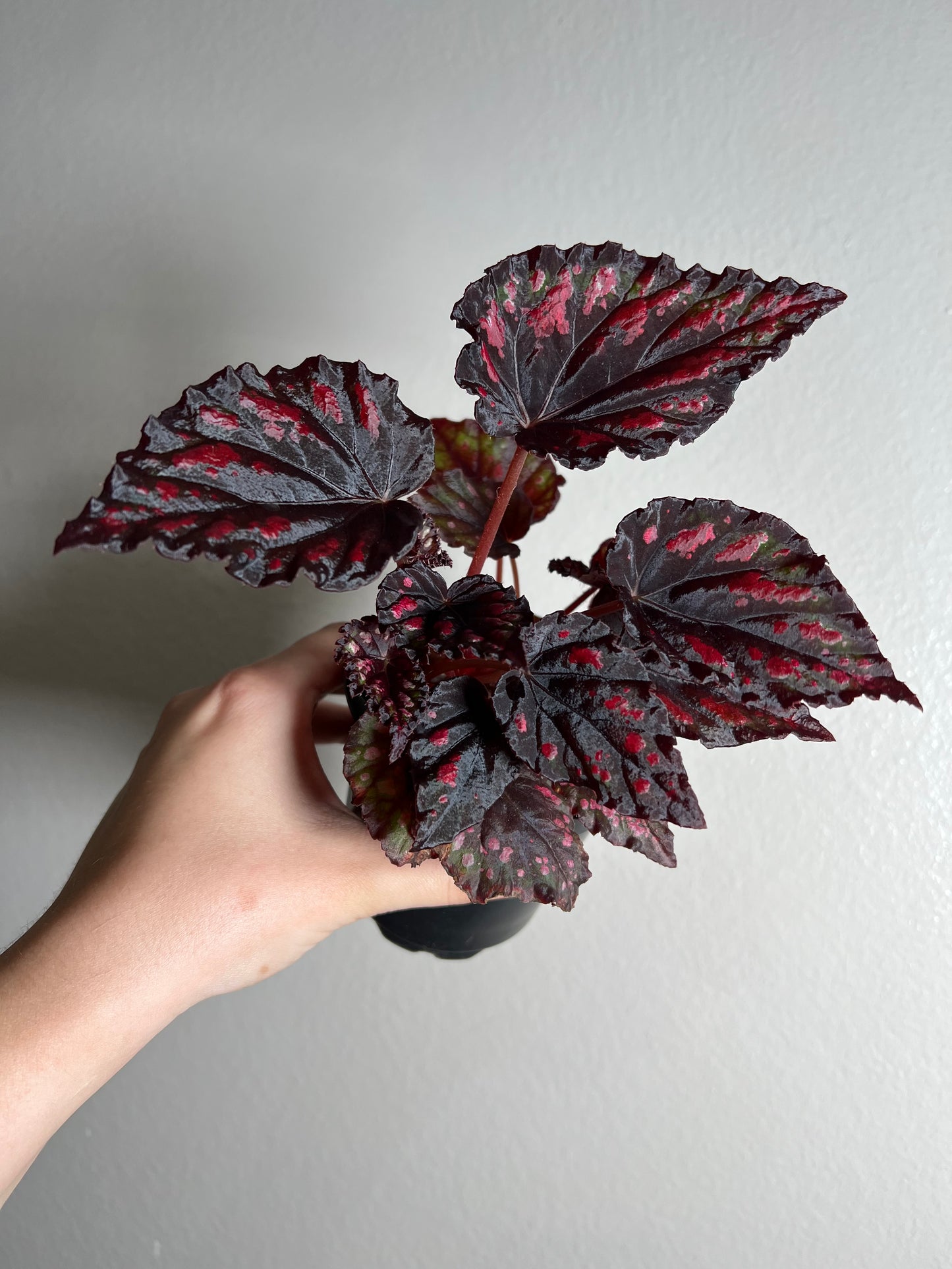 4” Begonia Rex (Rumba)