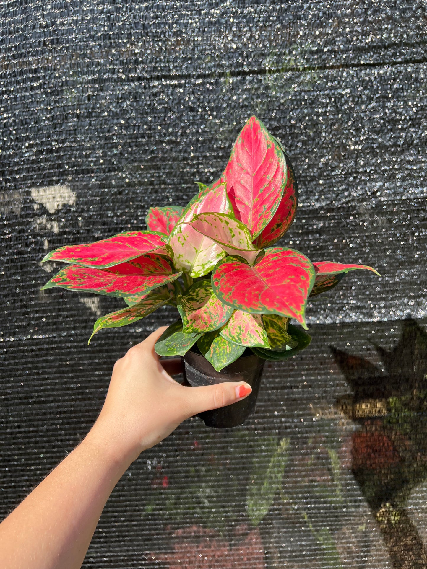 4” Aglaonema Lady Valentine