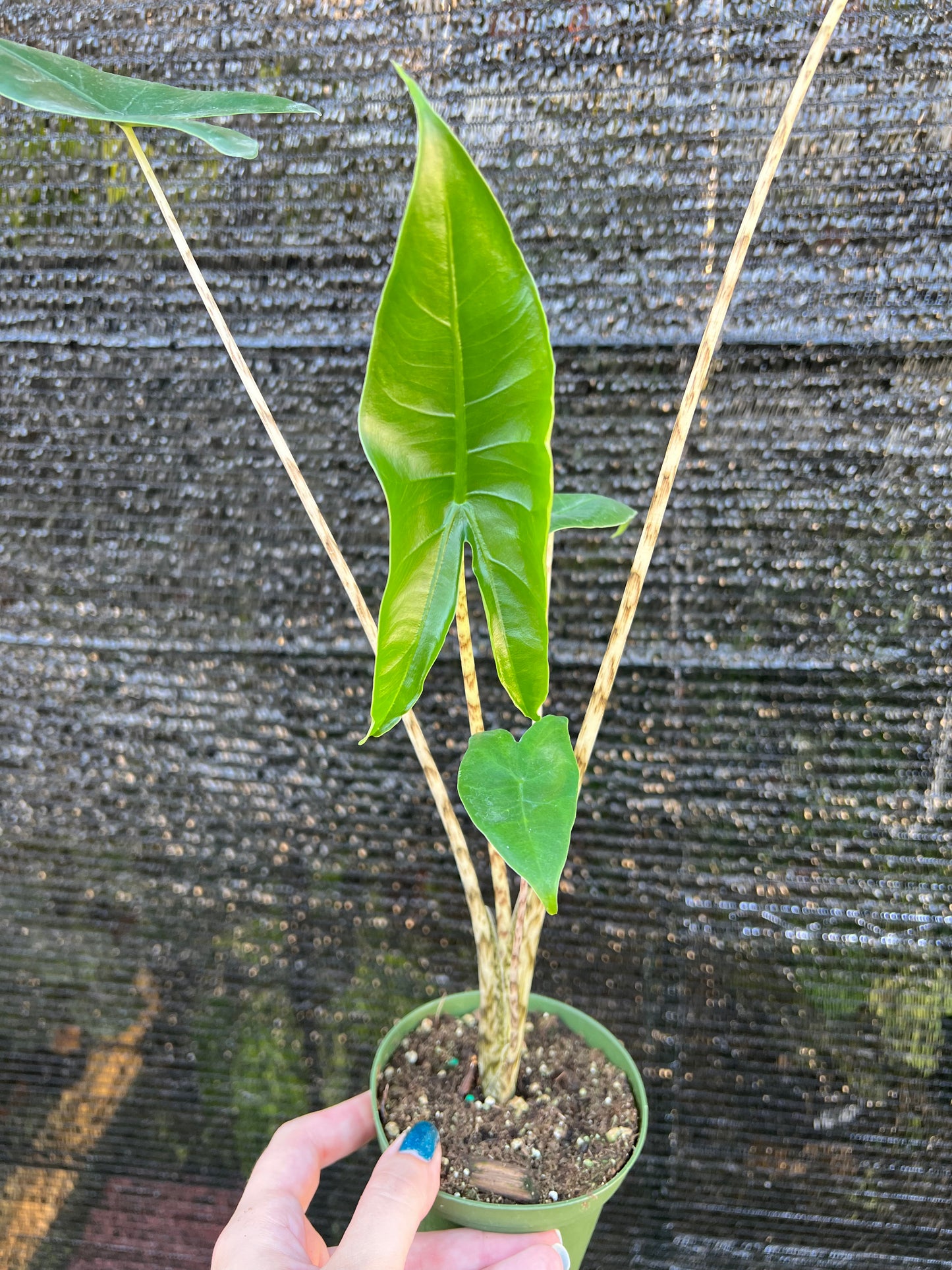 4” Alocasia Zebrina