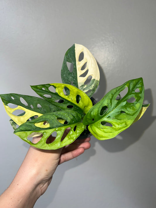 4” Monstera Adansonii Aurea