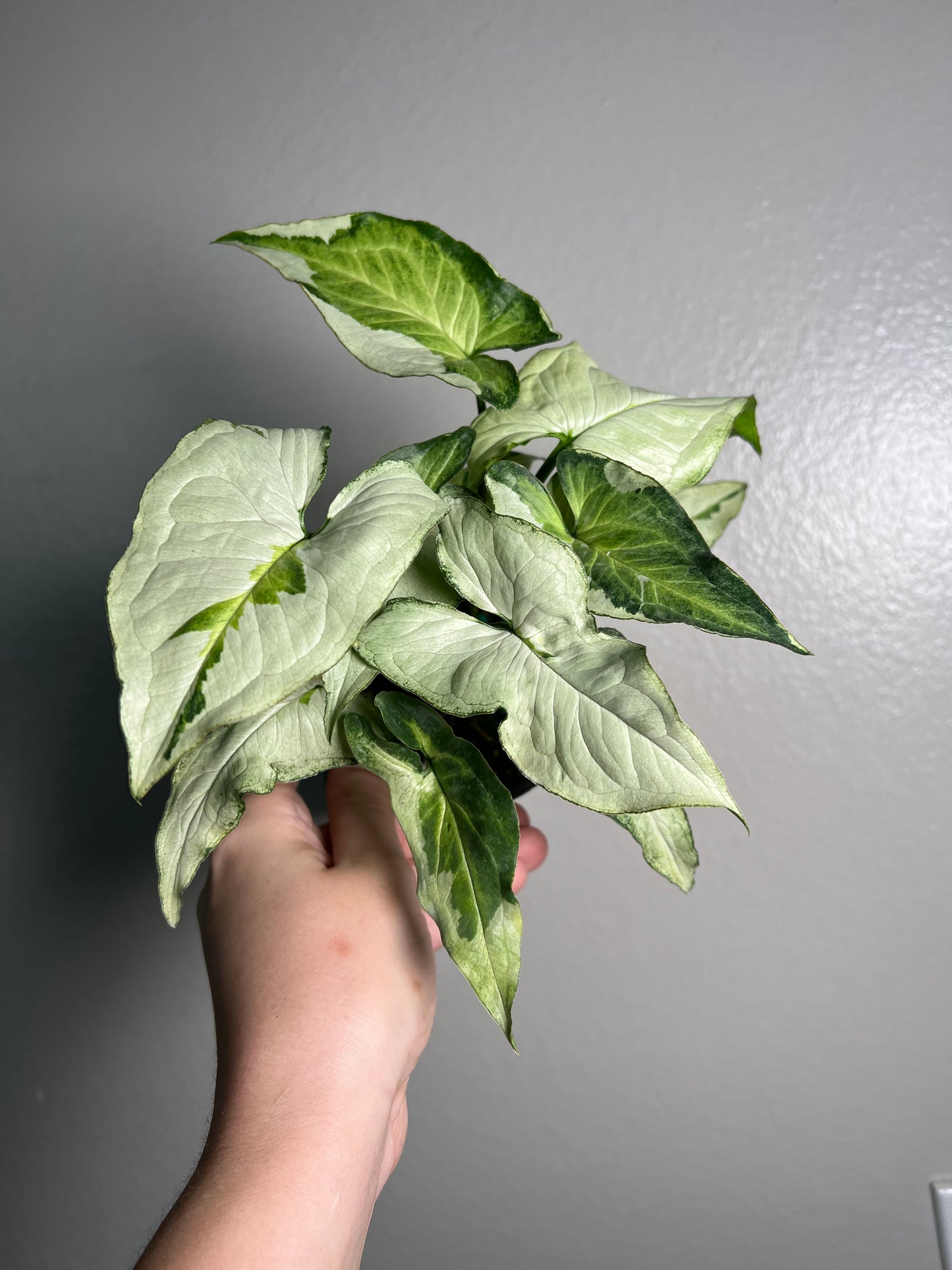 4” Syngonium Three Kings