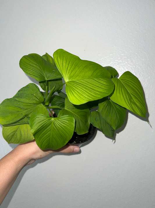 4” Philodendron Fibreacataphyllum