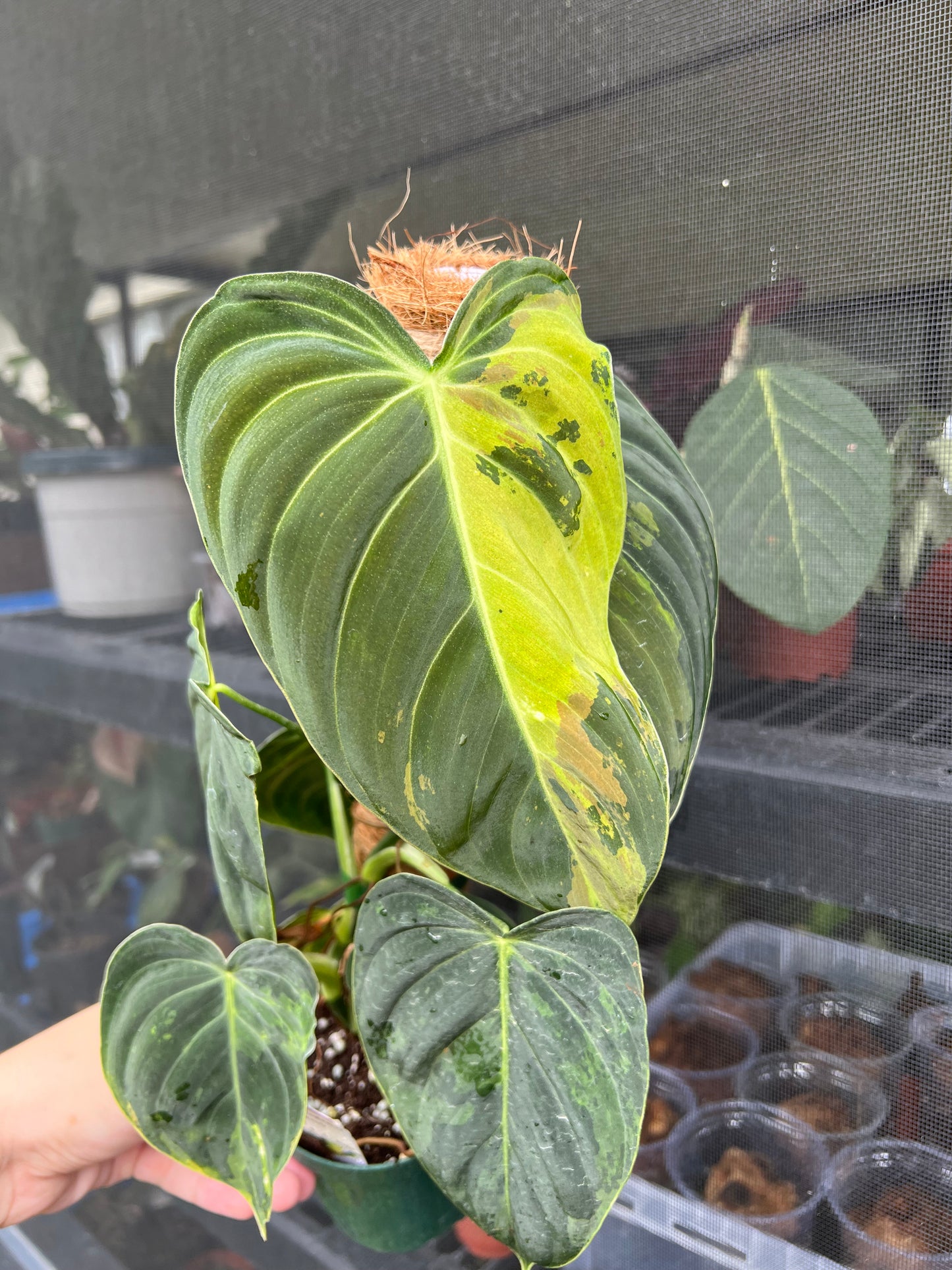 4” Philodendron Melanochrysum Variegated