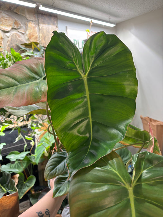 6” Philodendron Billietiae X Pastazanum