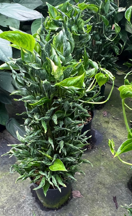 8” Epipremnum Shangri La Totem (Pothos)