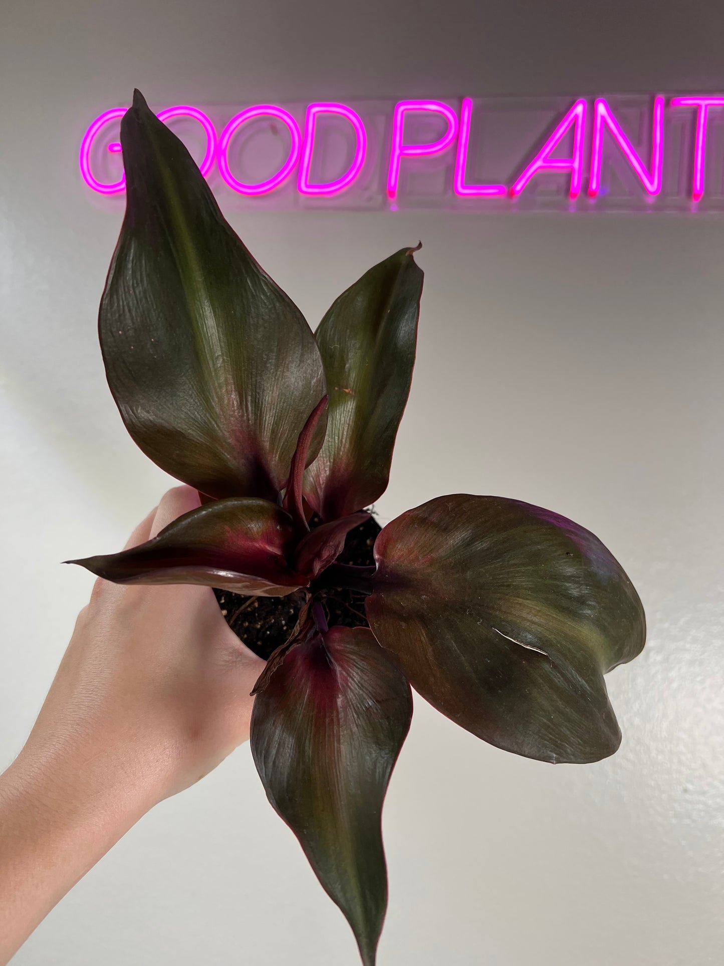 4” Philodendron Red Heart