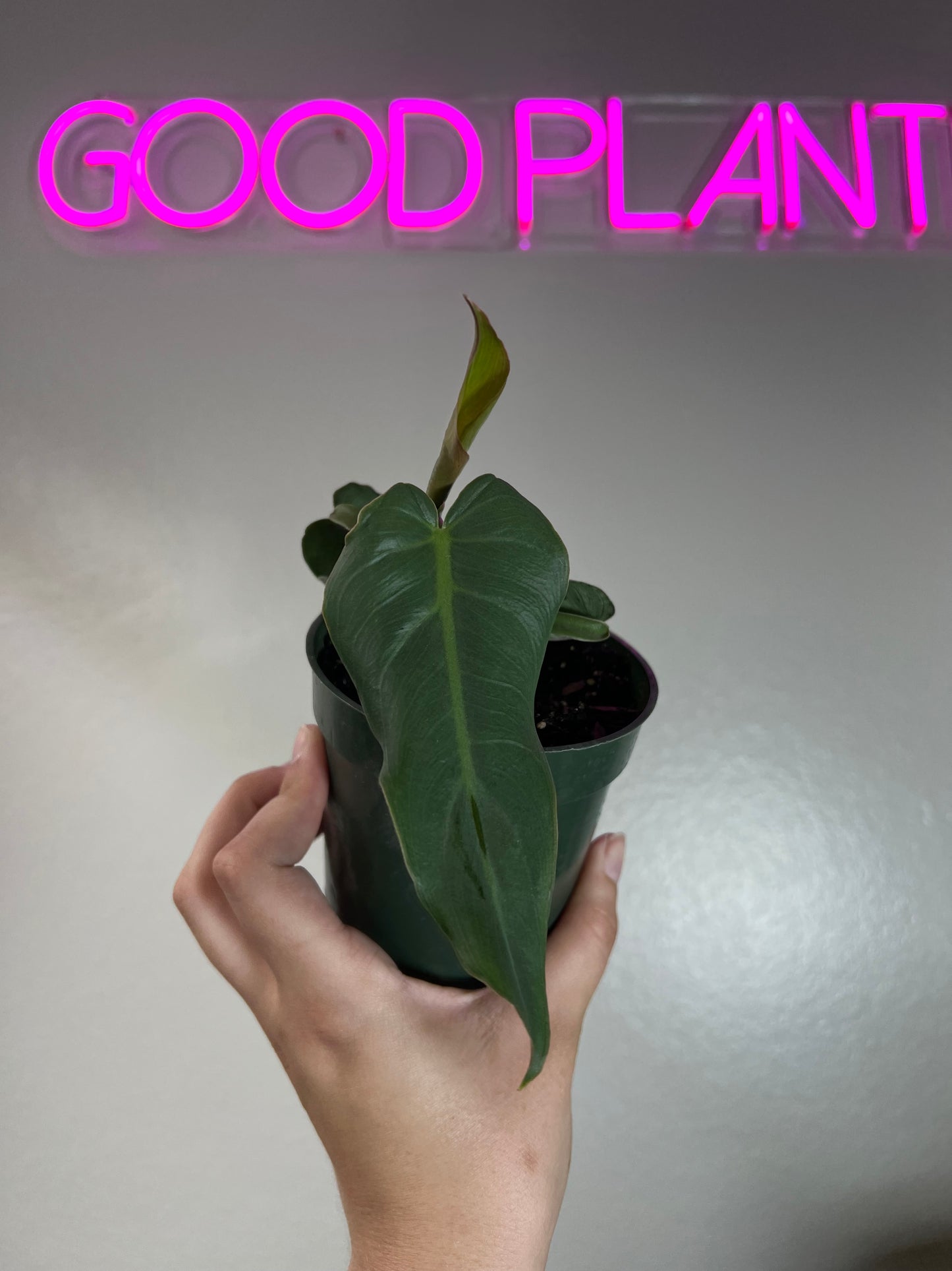 4” Philodendron Maximum
