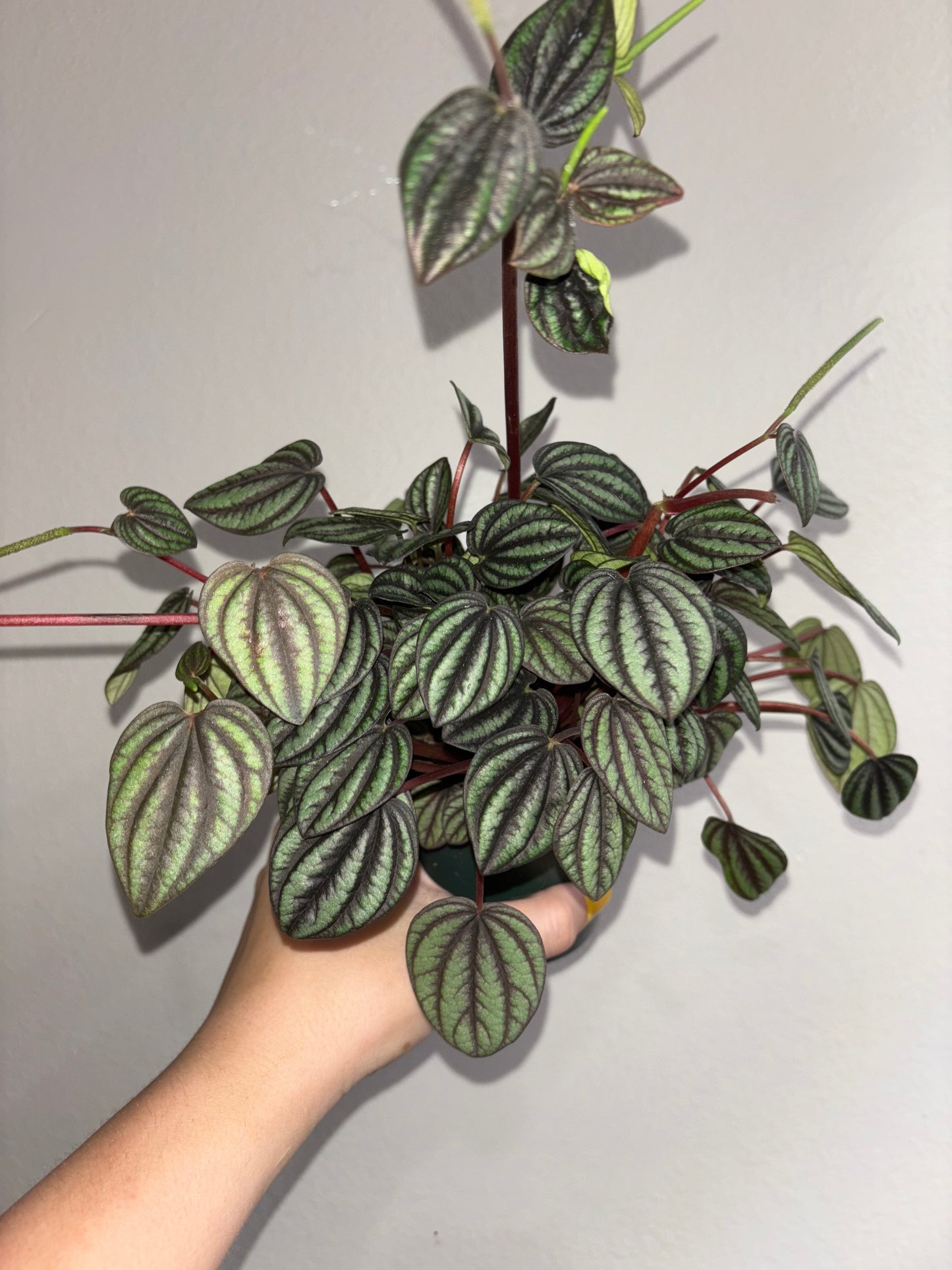 4” Peperomia Burbella