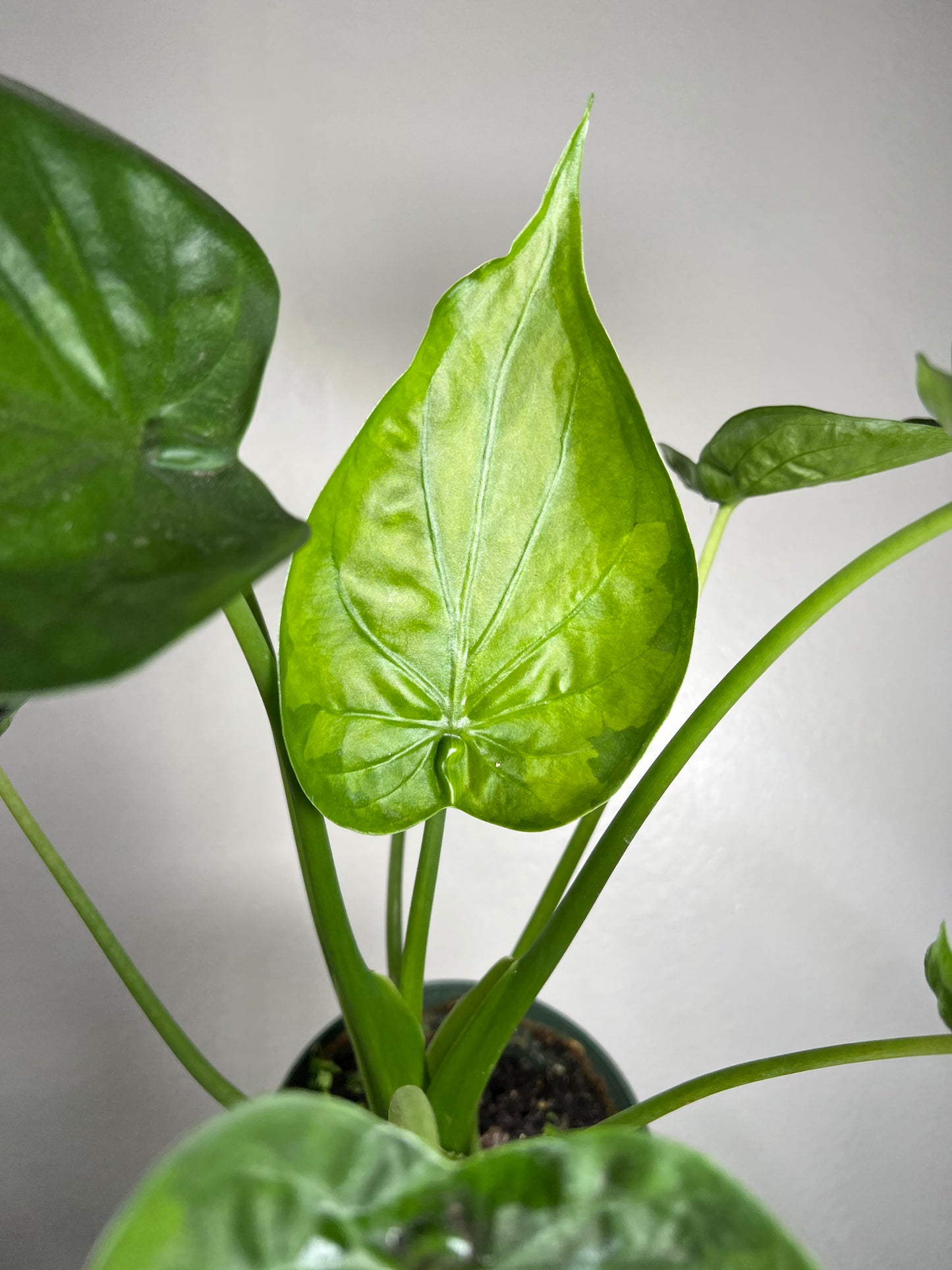 6” Alocasia Cucullata ‘Banana Split’