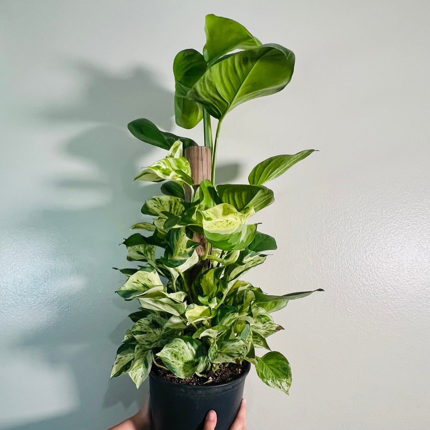 8” Manjula Pothos Totem