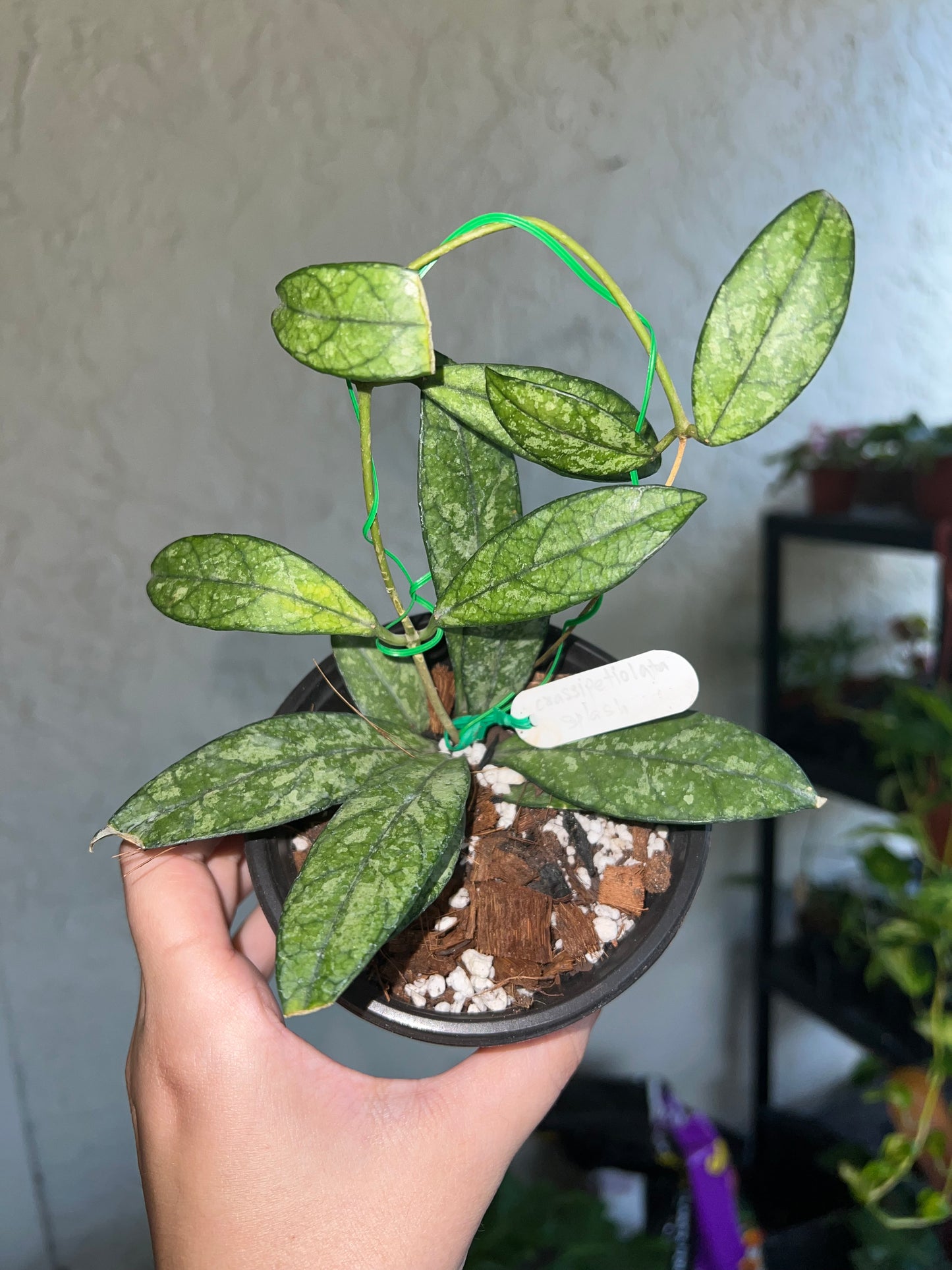 4” Hoya Crassipetiolata Splash