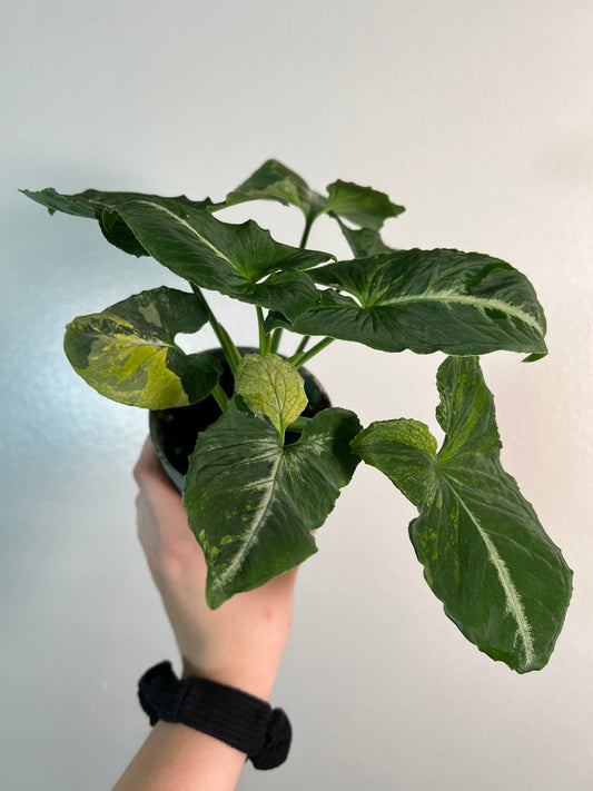 4” Syngonium Scrambled Eggs