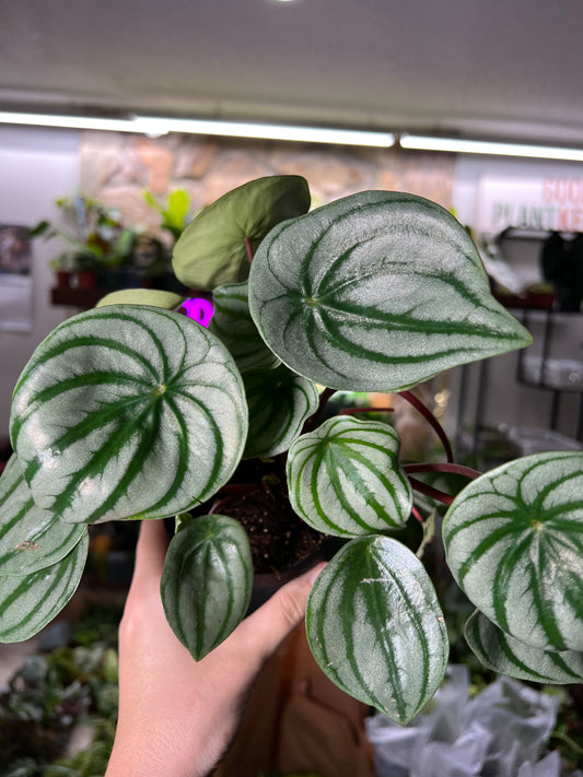 4” Peperomia Watermelon