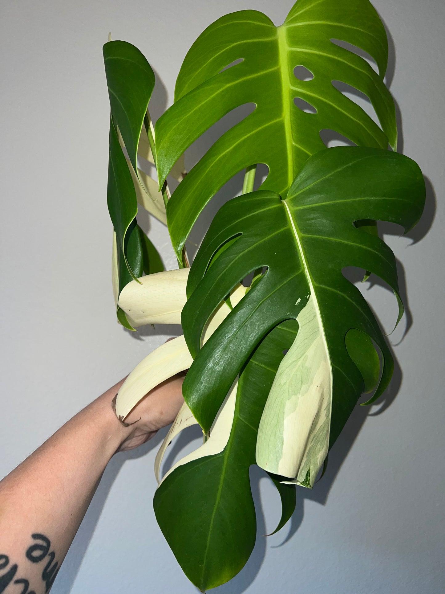 Monstera Albo Cutting