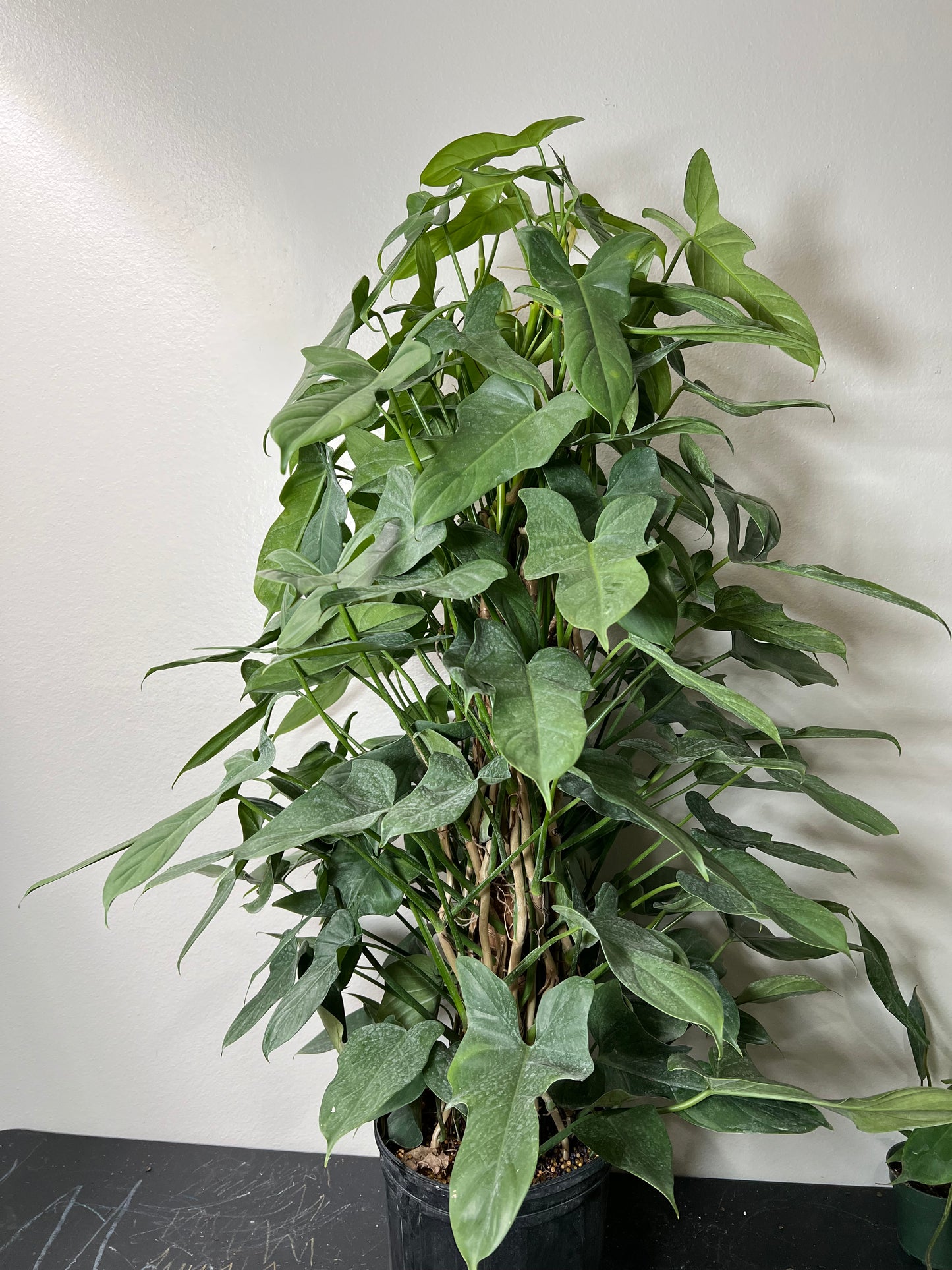 8” Philodendron Panduriforme Totem