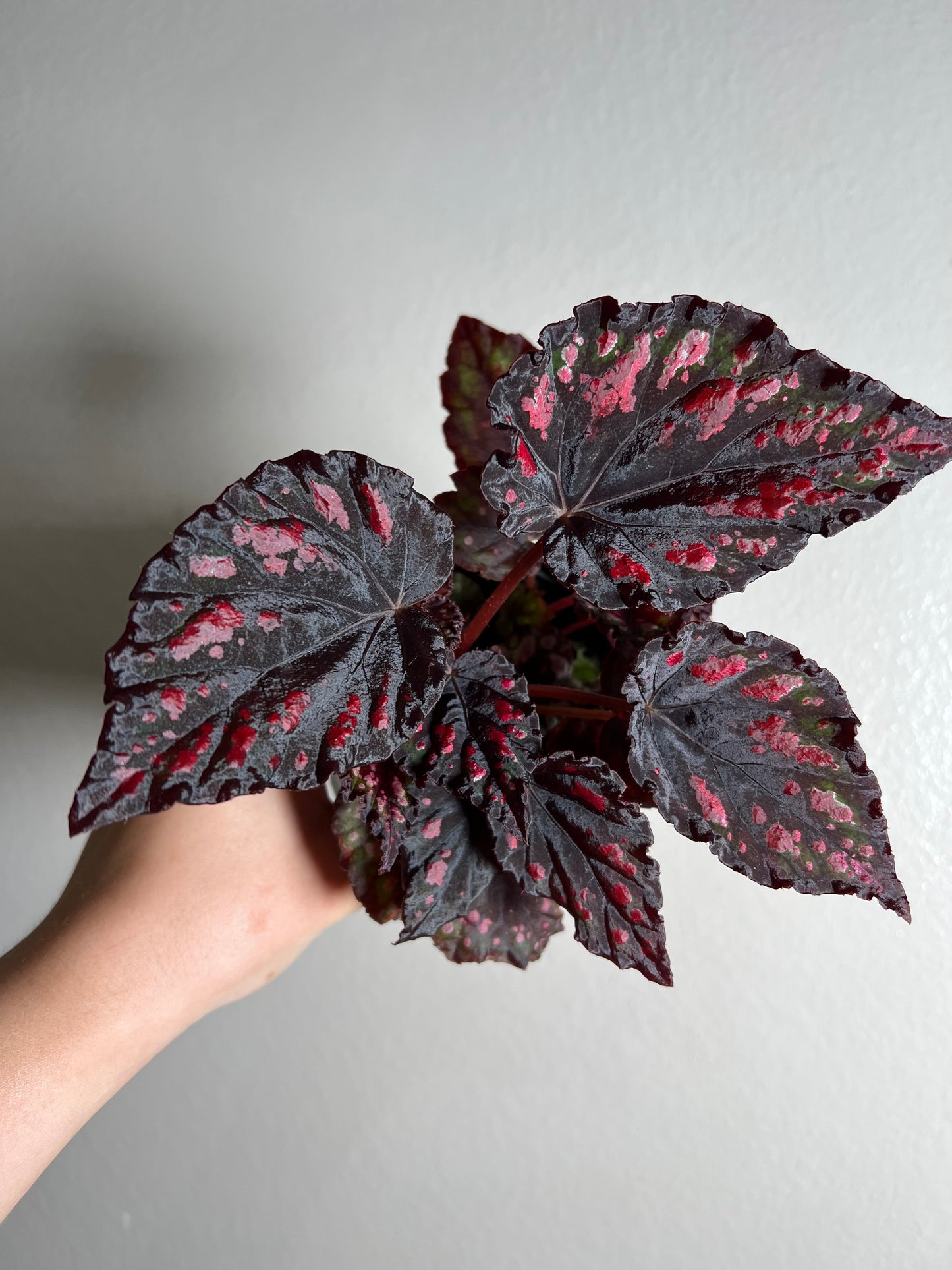 4” Begonia Rex (Rumba)