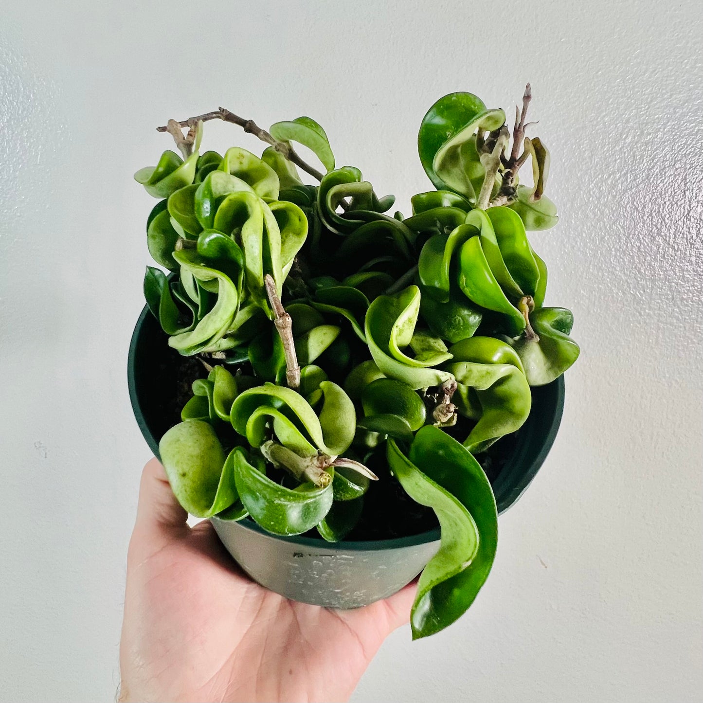6” Hoya Carnosa Compacta ‘Hindu Rope’