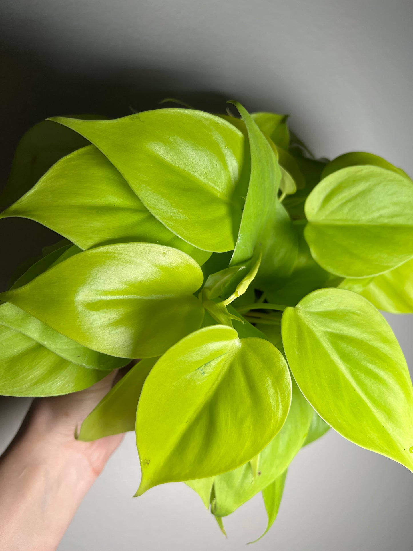 6” Philodendron Neon