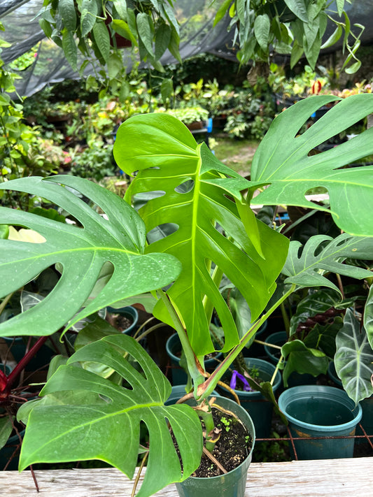 6” Monstera Sierrana (Hawaiian Form)