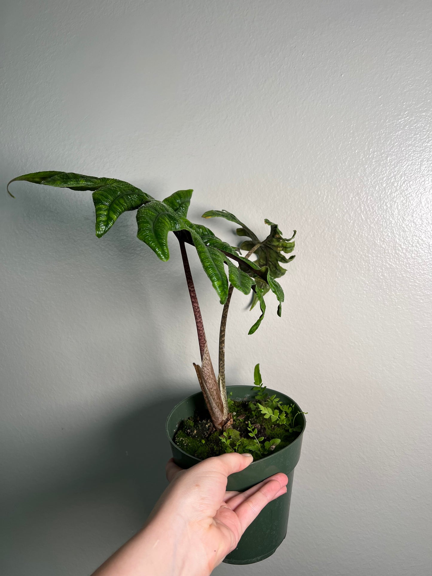 6” Alocasia Jacklyn