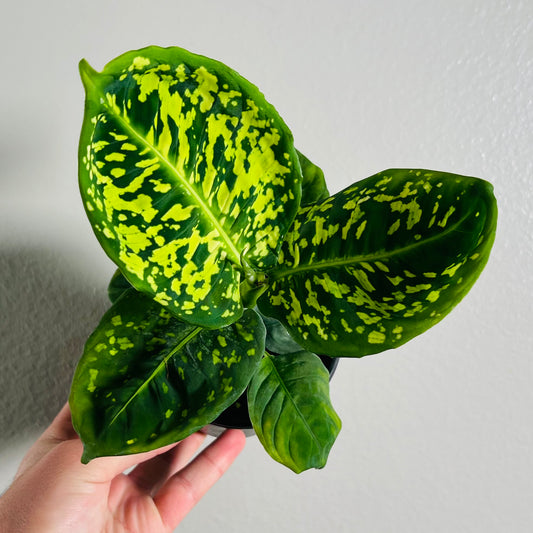 4” Dieffenbachia Reflector