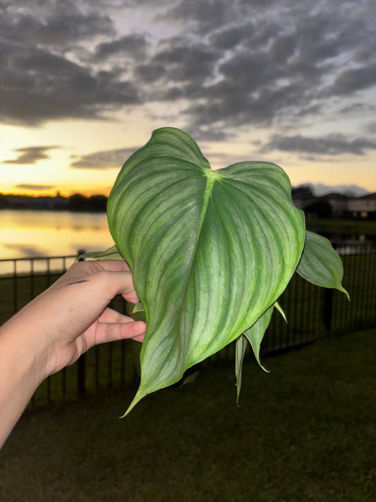 4” Philodendron Pastazanum X Plowmanii