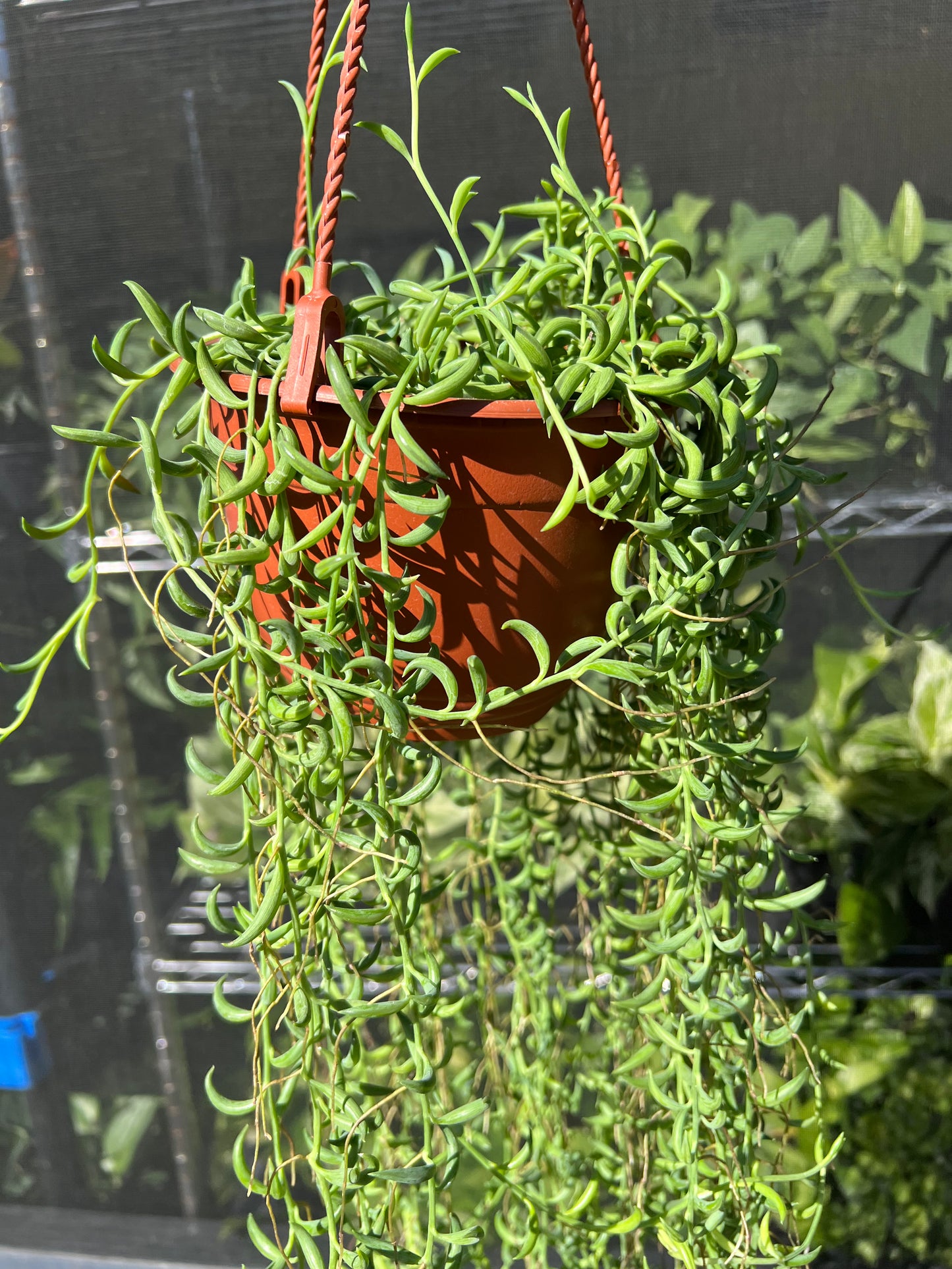 6” String of Bananas Hanging Basket