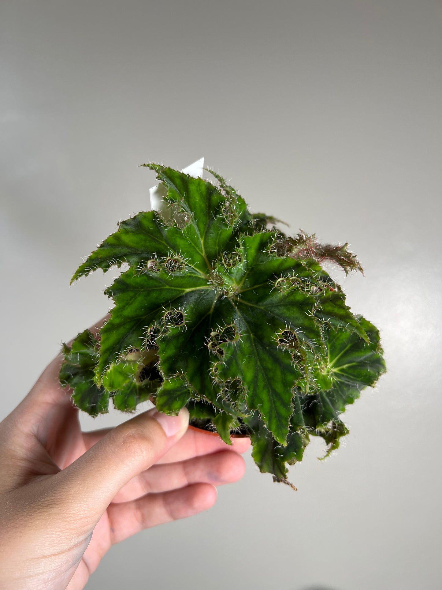 4” Begonia Rex ‘Unique’