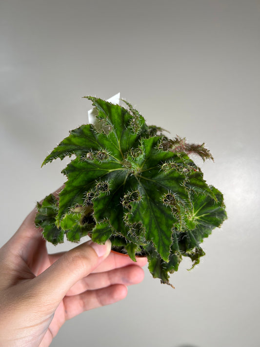 4” Begonia Rex ‘Unique’