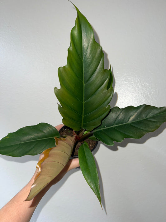 4” Philodendron Choco Empress