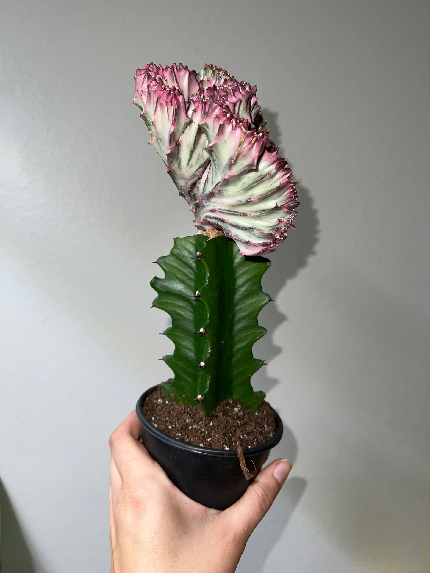 4” Mermaid Tail Cactus