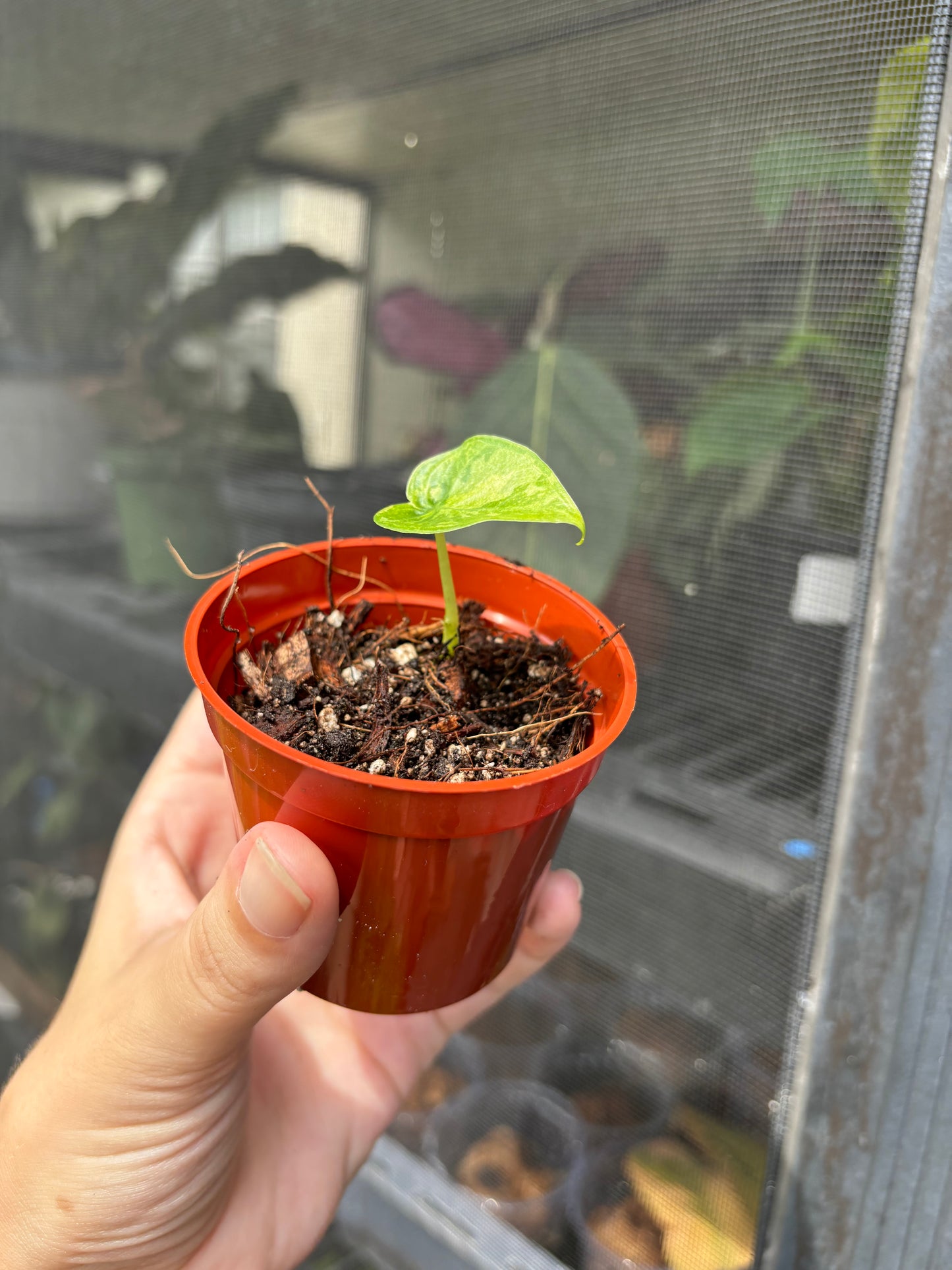 2” Variegated Alocasia Green Goddess