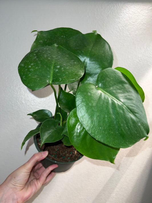 6” Monstera Deliciosa