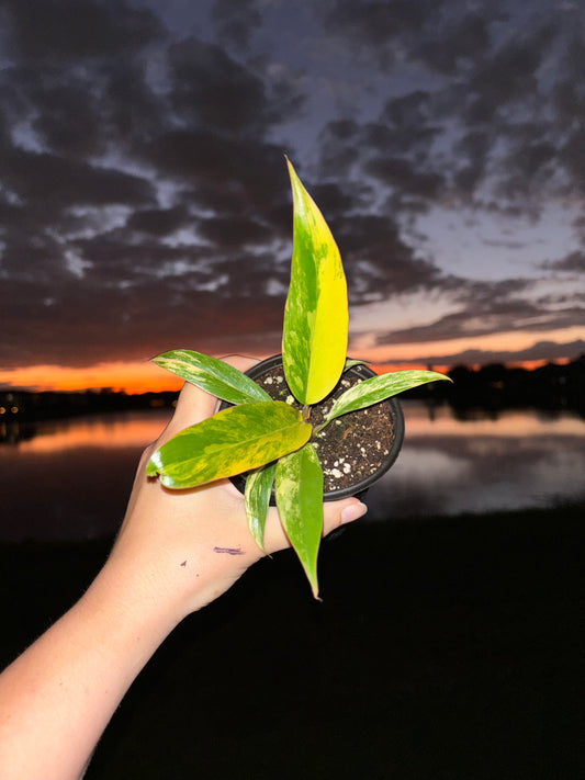 4” Philodendron Caramel Marble