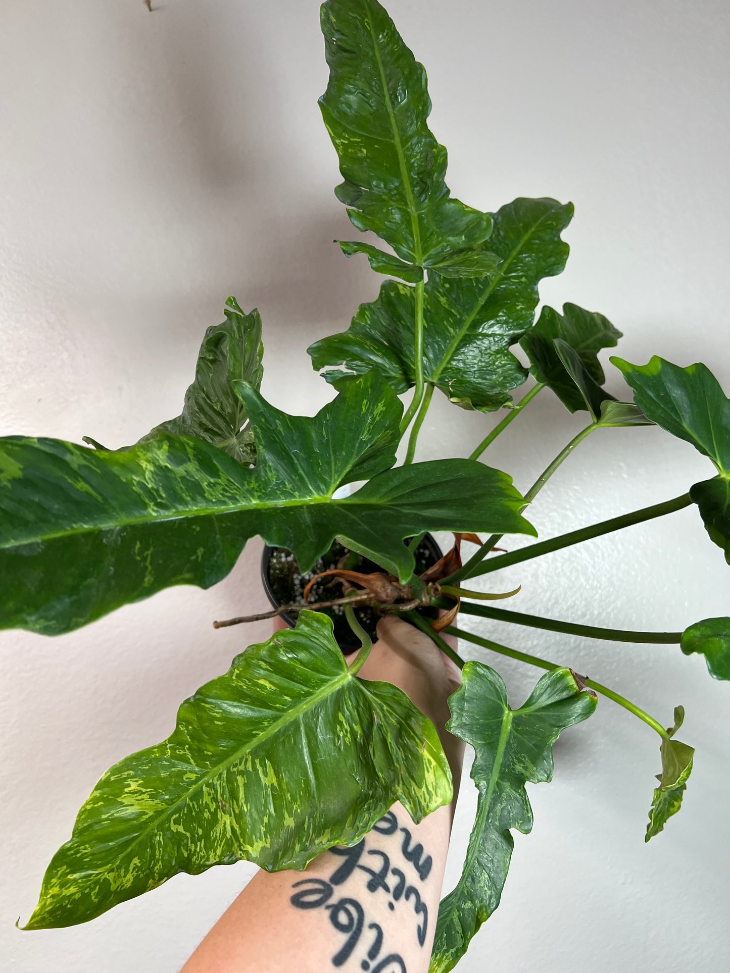 6” Philodendron Golden Dragon