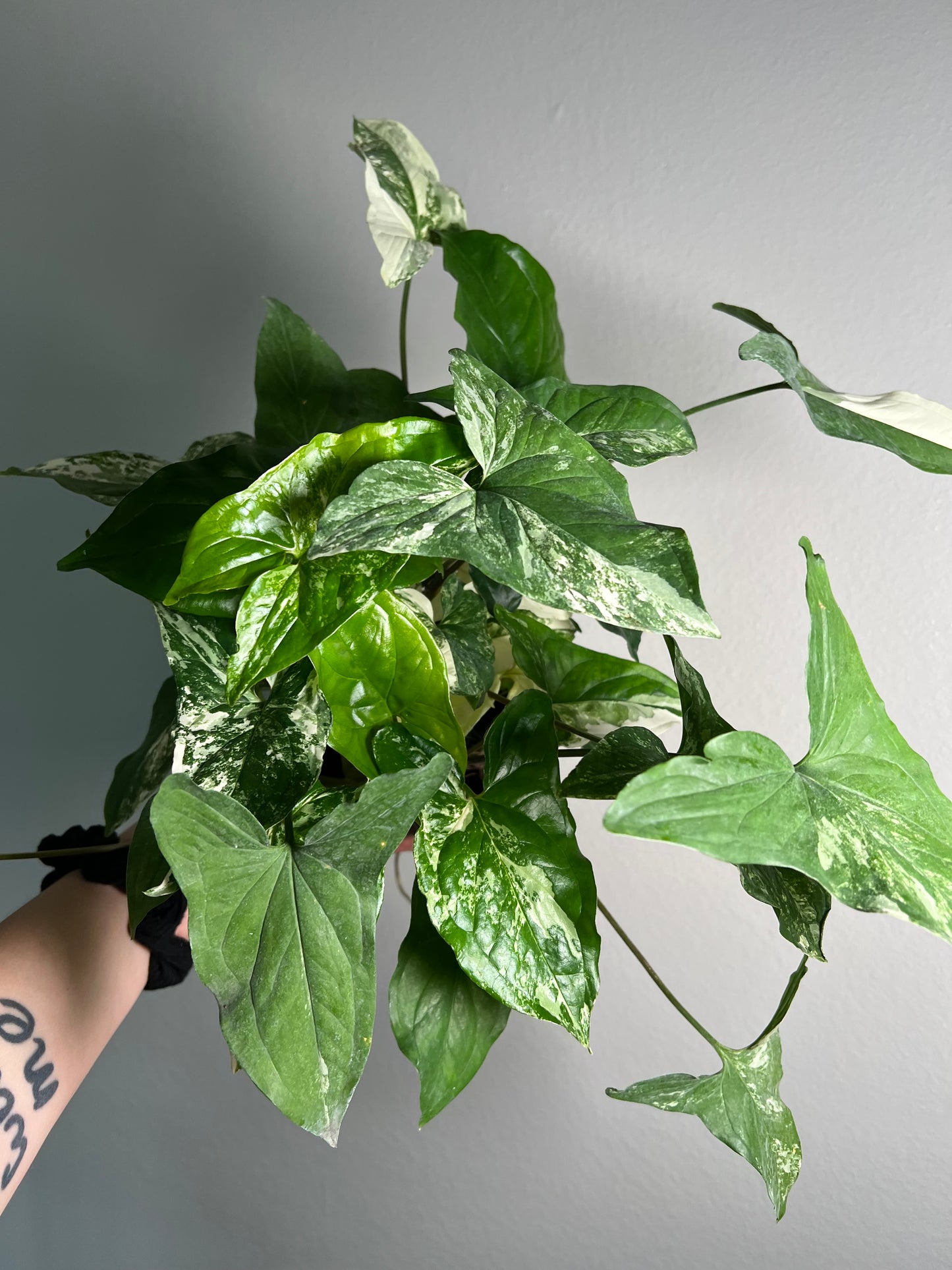 6” Syngonium Albo