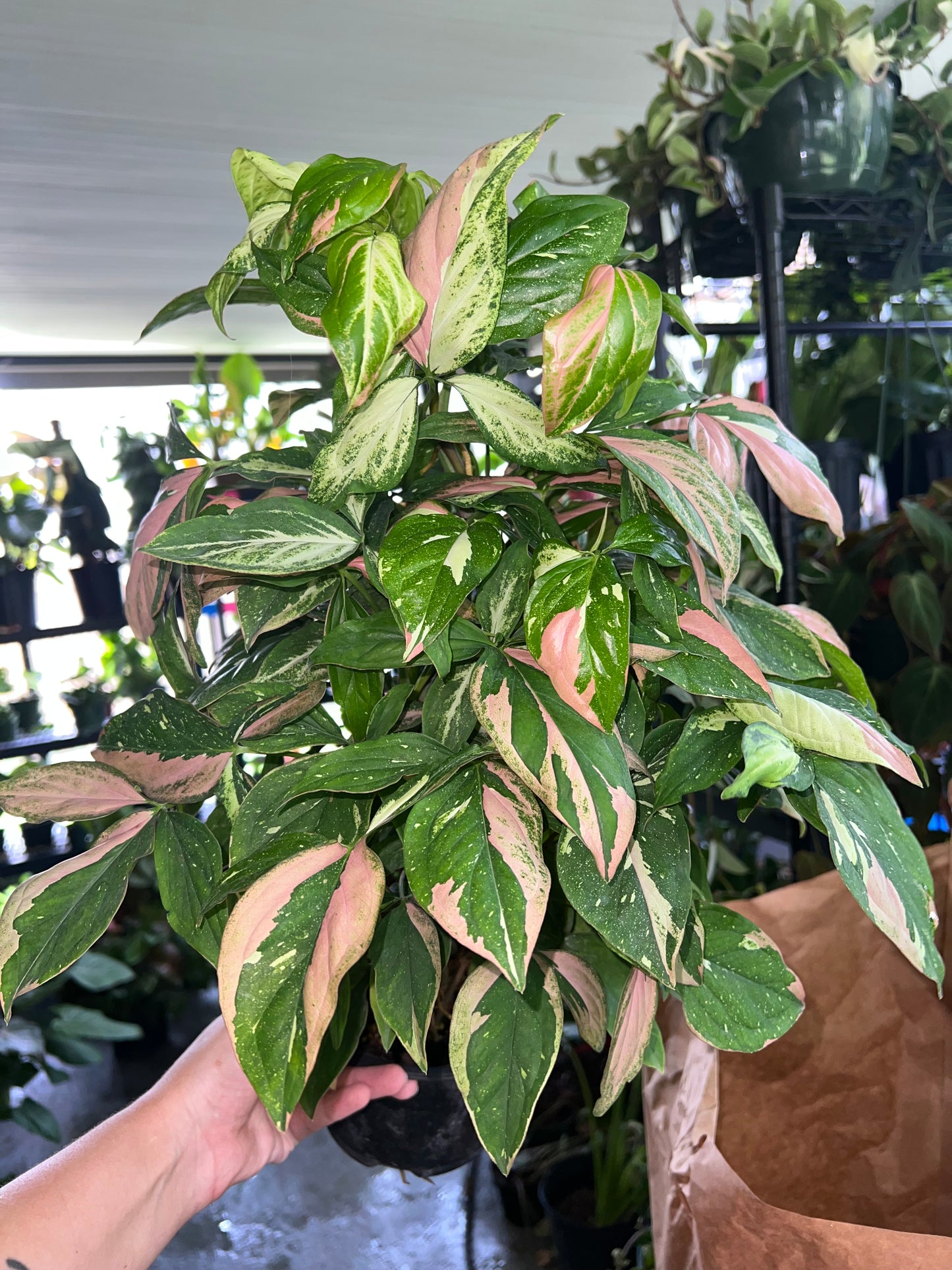 6” Syngonium Red Spot Tricolor