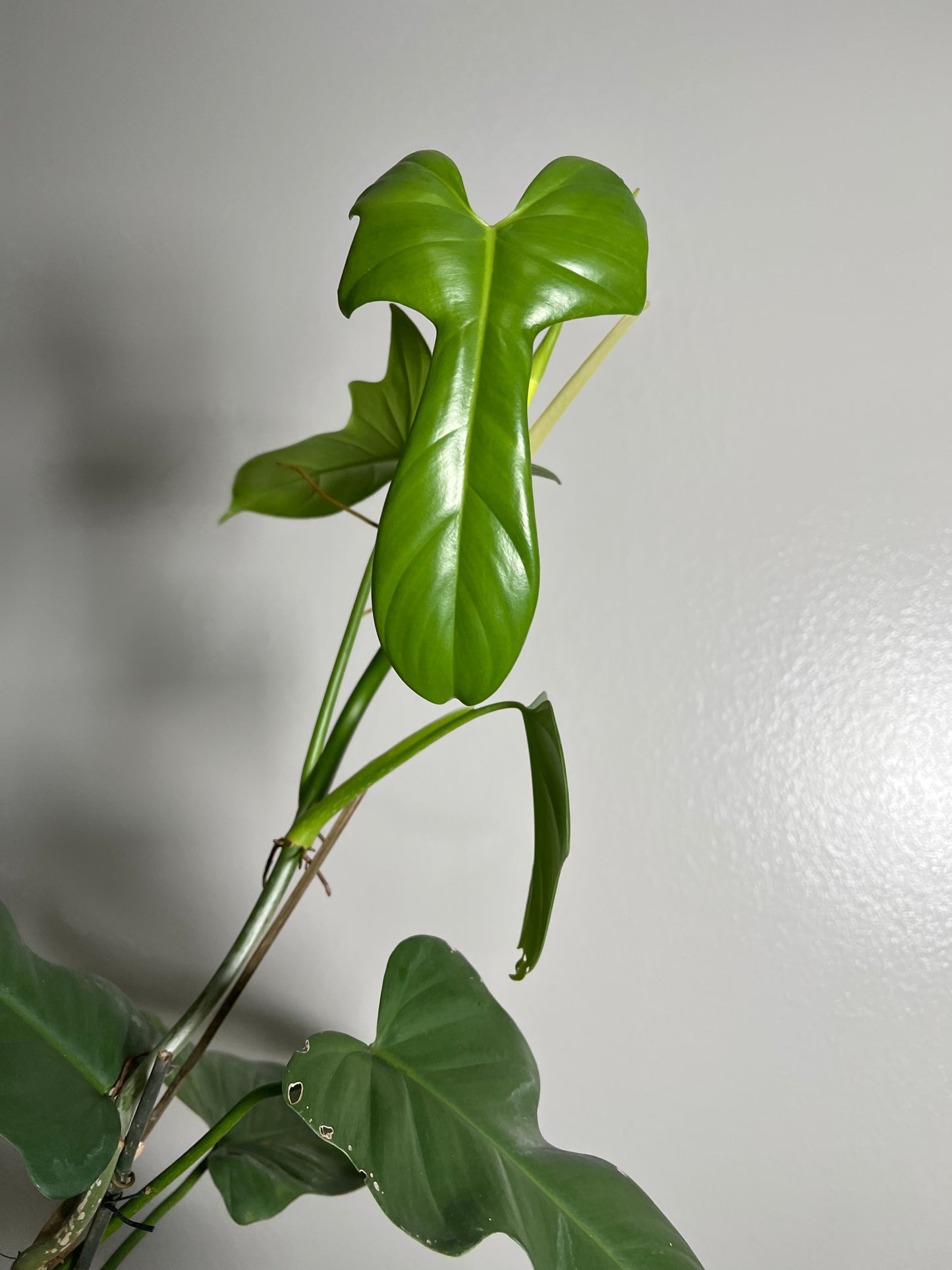 6” Horse Head Philodendron