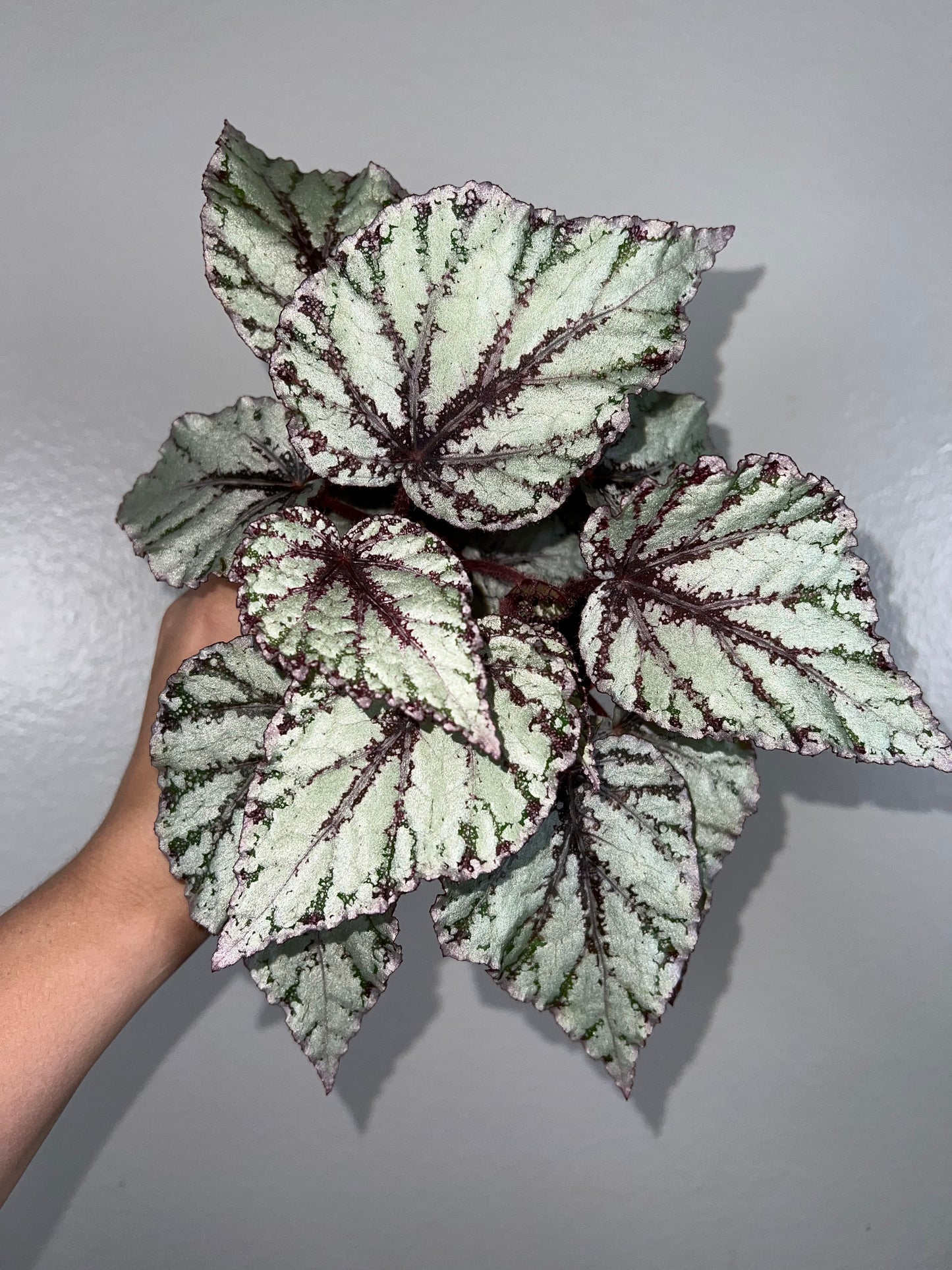 4” Begonia Rex Meringue