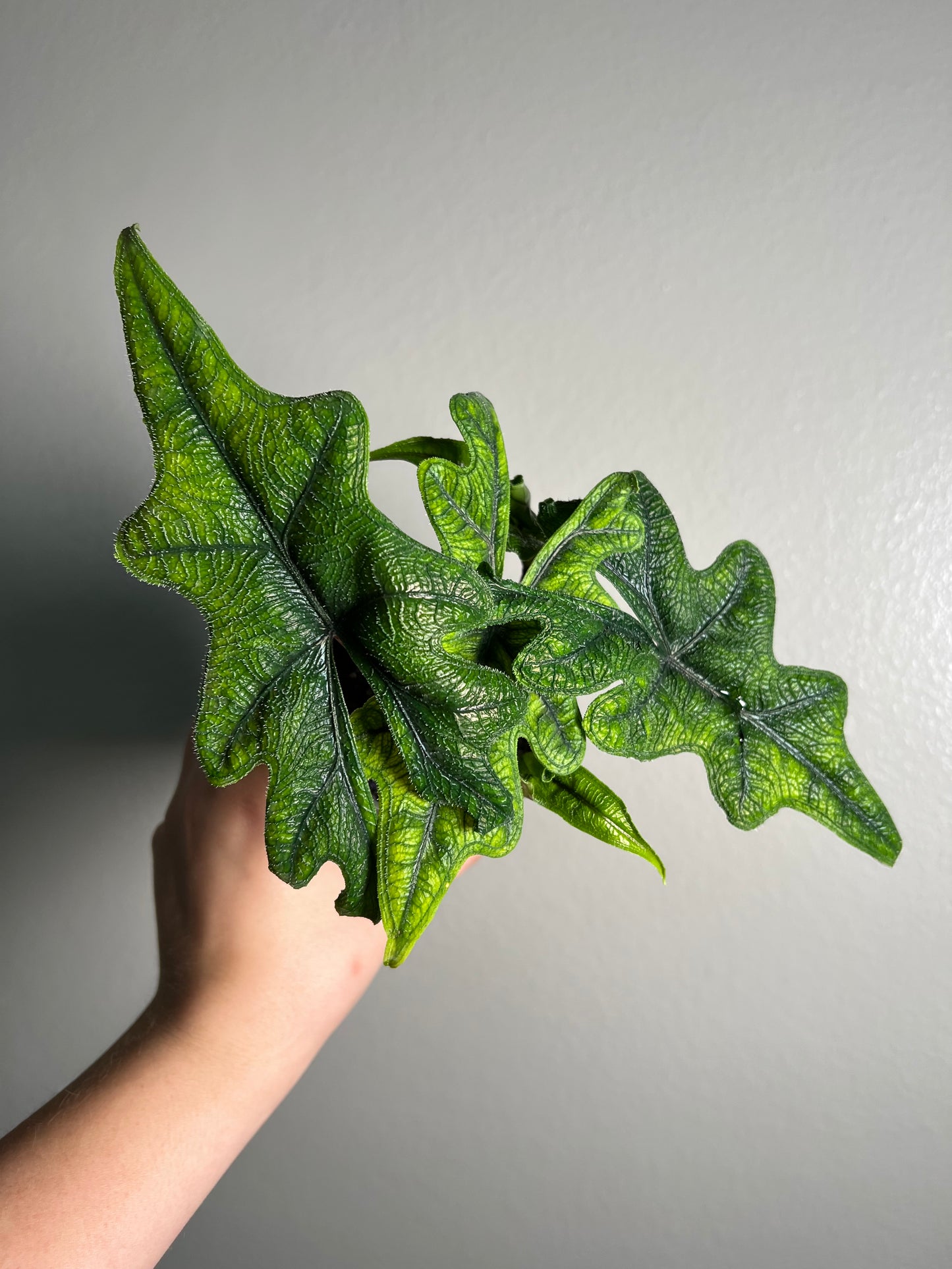 4” Alocasia Jacklyn