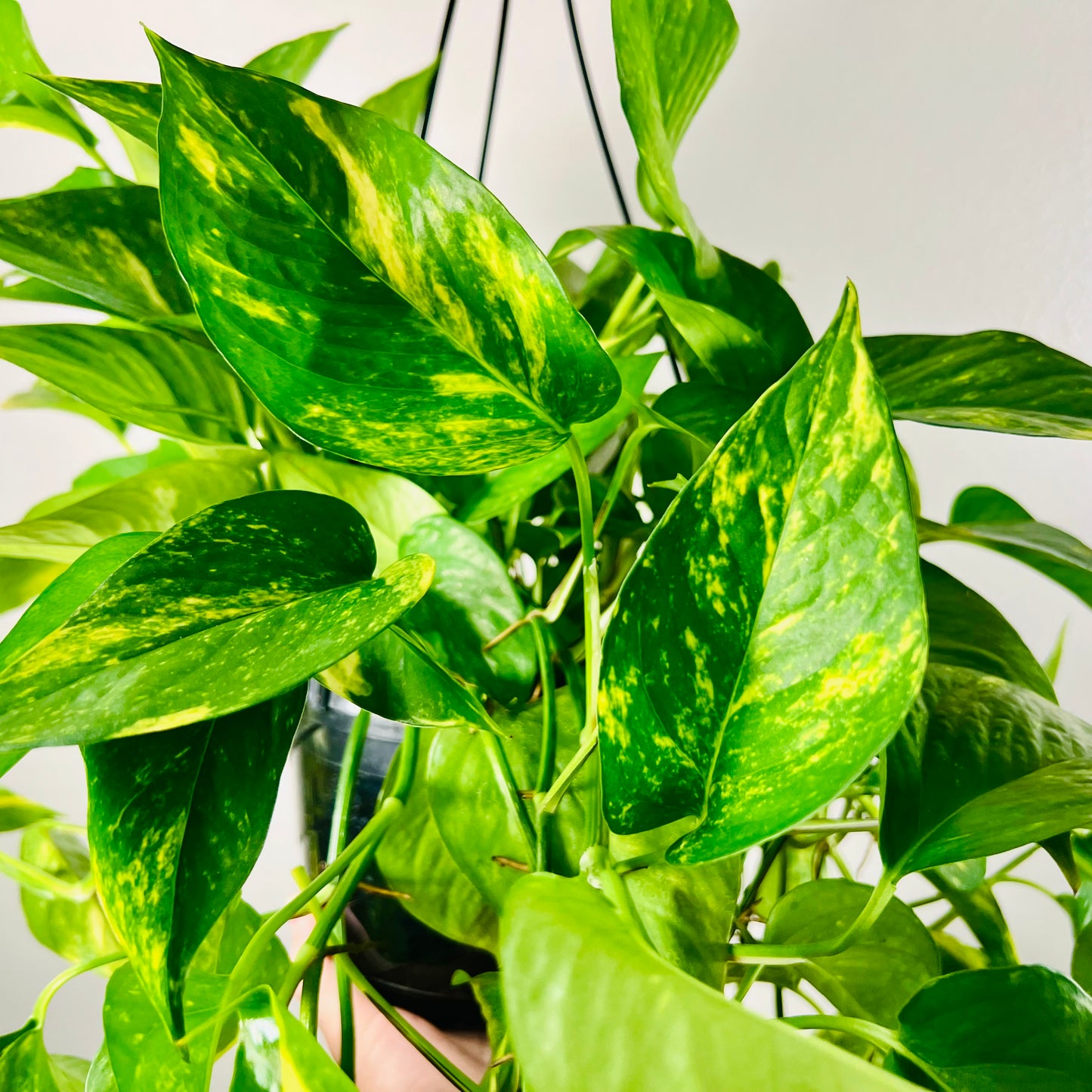 8” Golden Pothos Hanging Basket