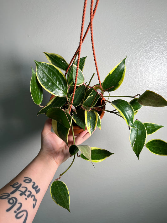6” Hoya Macrophylla Outer Variegated Hanging Basket